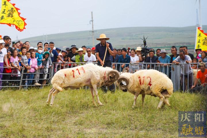 【攝影報道】羊王爭霸、百羊賽跑……這場“羊羊”運動會很有趣